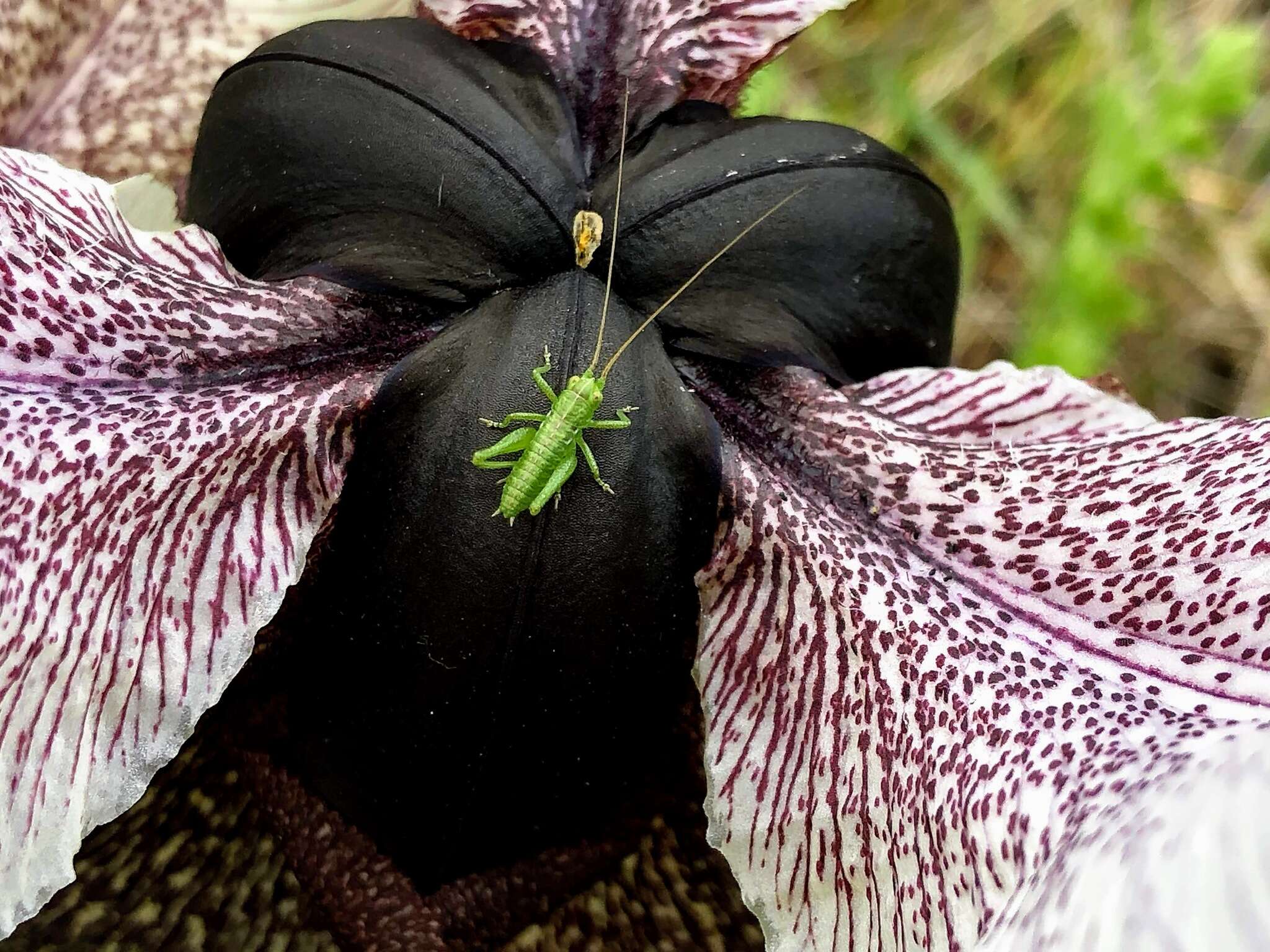 Image of Iris iberica Steven