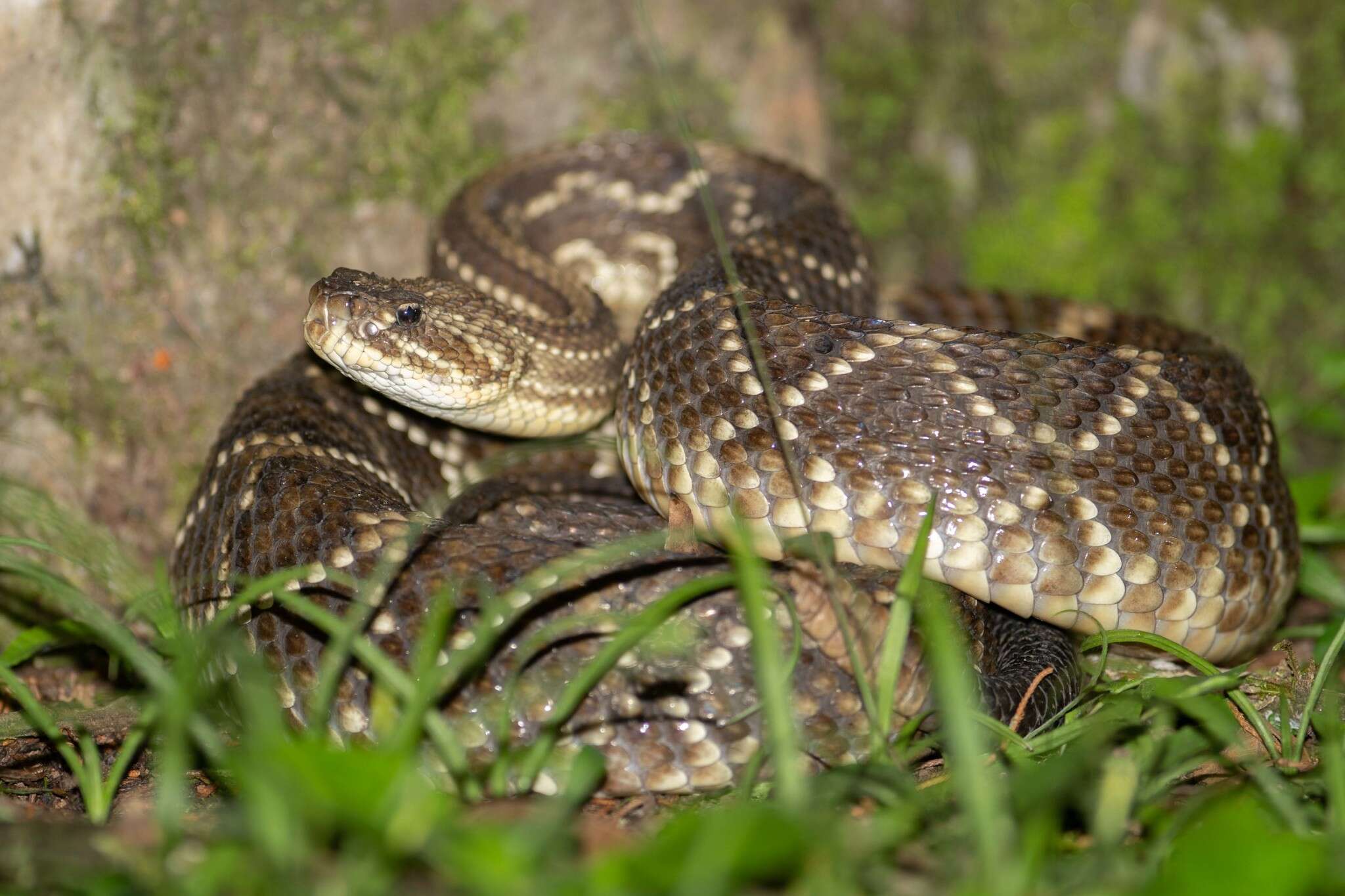 Image of Cascabel Rattlesnake