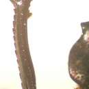Imagem de Deltochilum (Hybomidium) lobipes Bates 1887