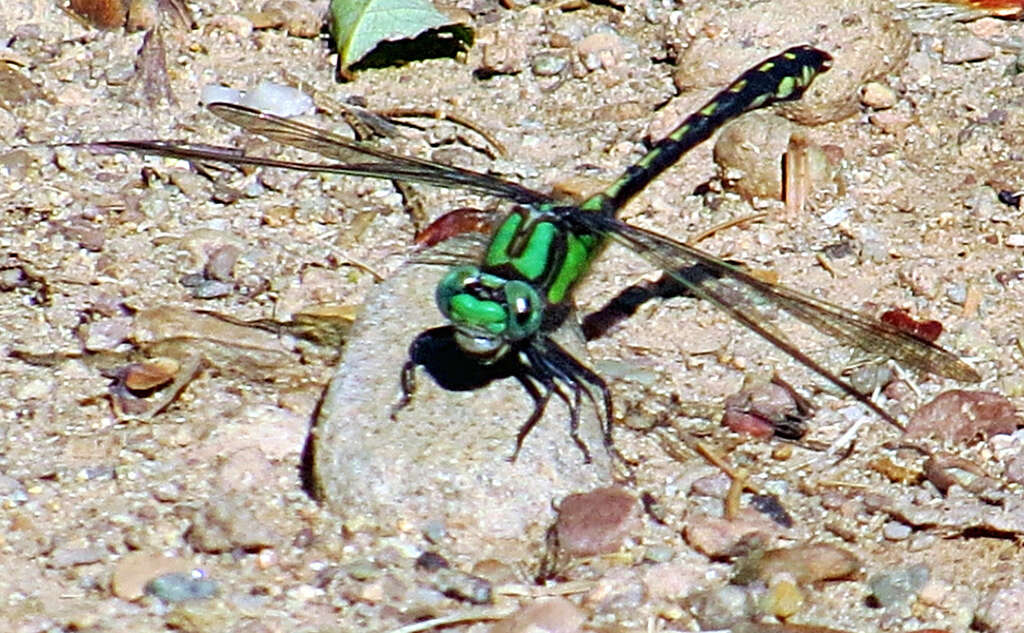 Image of Riffle Snaketail