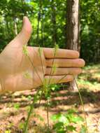 Image of Rough Flat Sedge