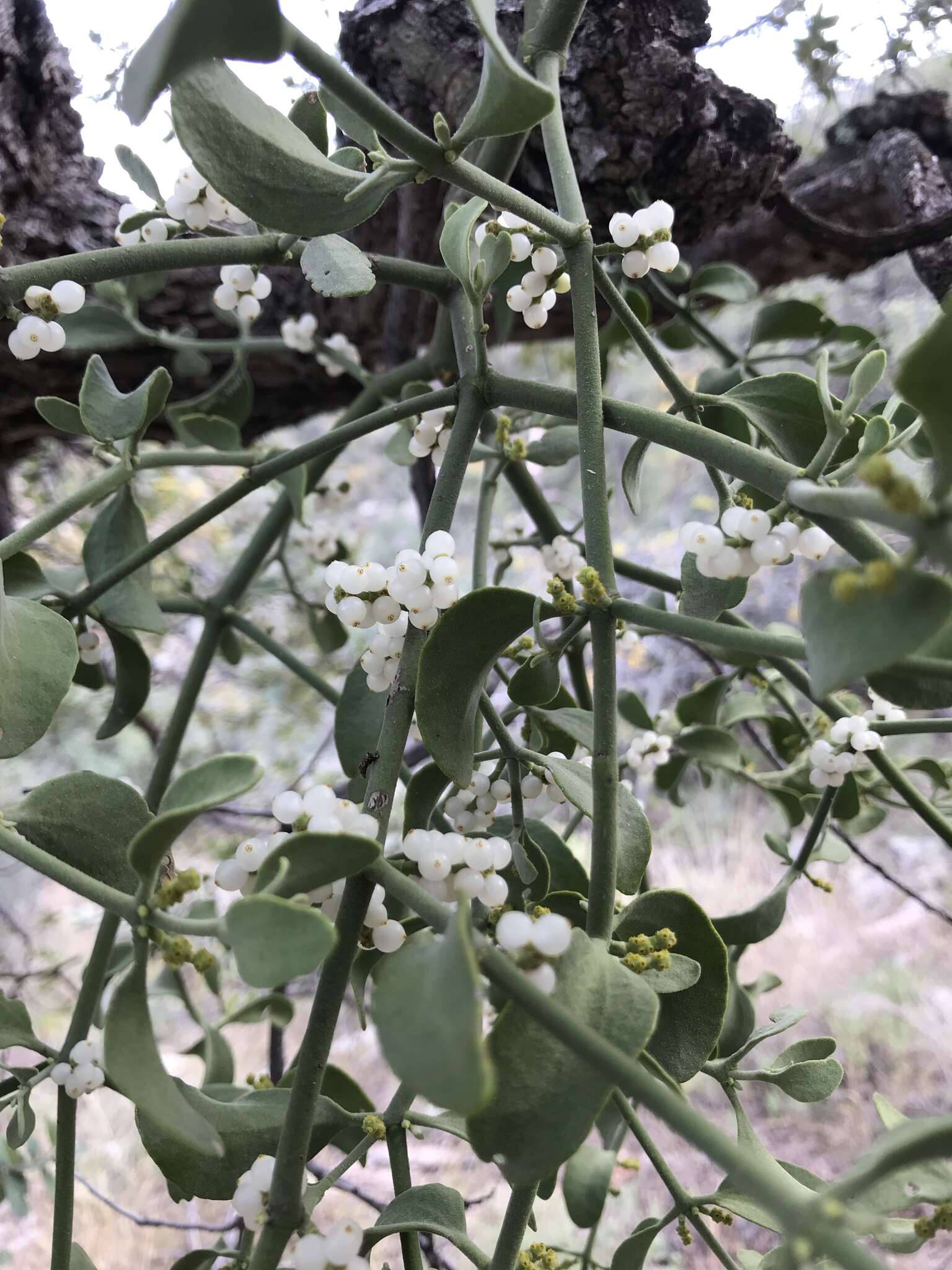 Image of Cory's mistletoe