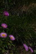 Image de Erigeron caucasicus subsp. venustus (Botsch.) Grierson