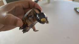 Image of Vallarta mud turtle