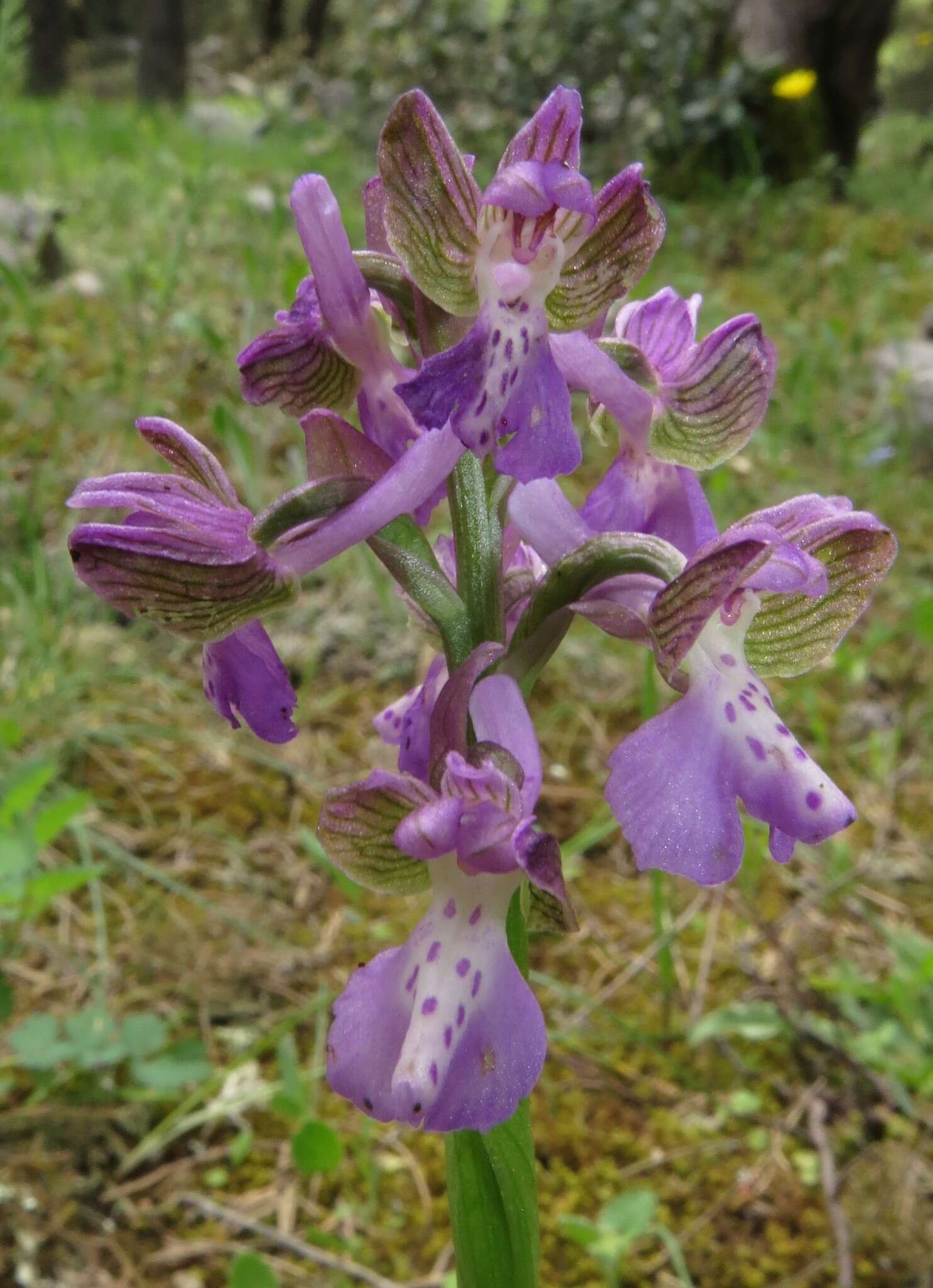 Image of Anacamptis morio subsp. picta (Loisel.) Jacquet & Scappat.