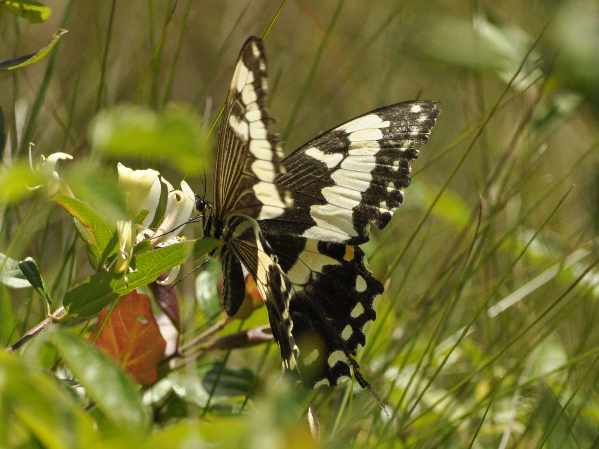 Image of Emperor Swallowtail