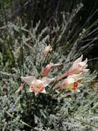 Plancia ëd Gladiolus angustus L.