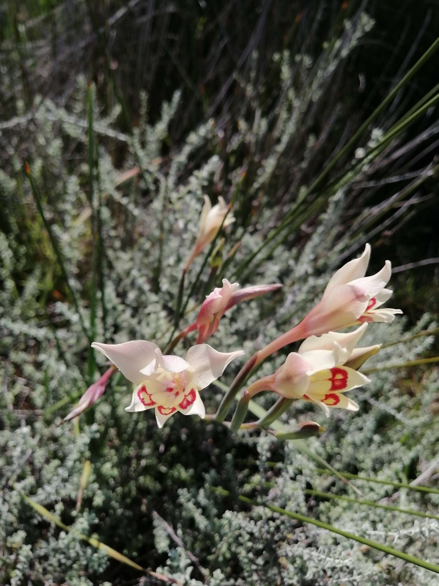 Plancia ëd Gladiolus angustus L.