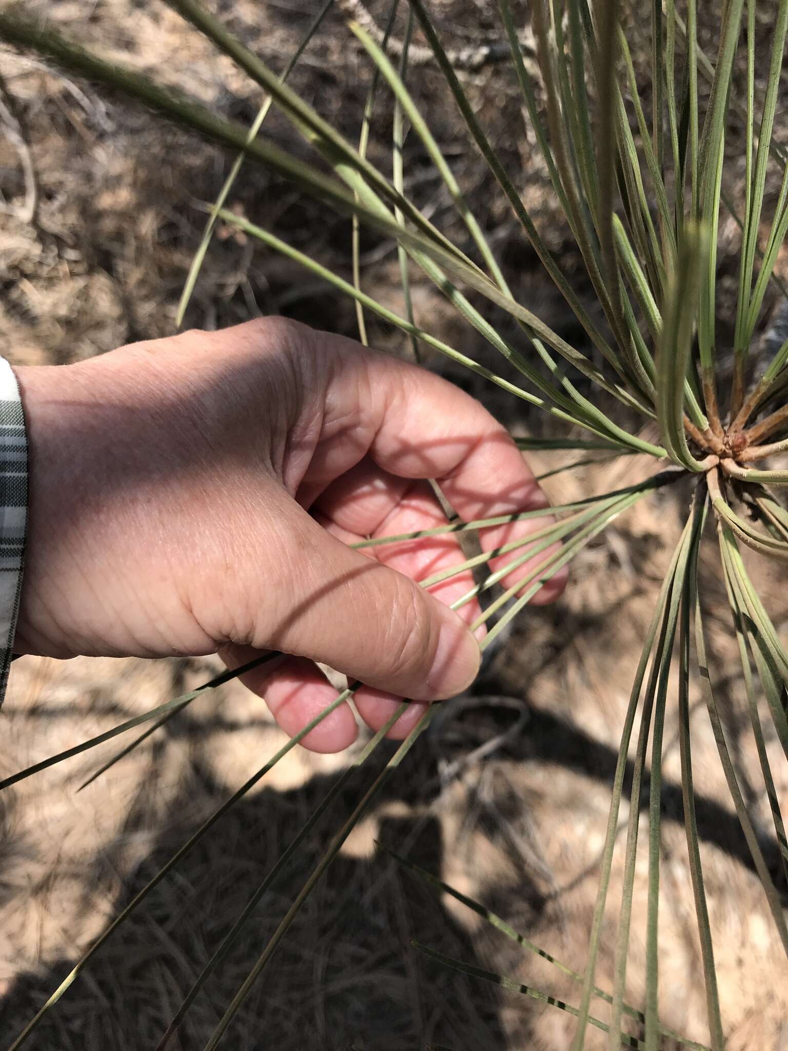 Image of Torrey pine