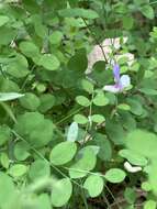 Lathyrus torreyi A. Gray resmi