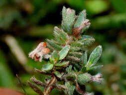 Image of Pimelea mesoa subsp. macra C. J. Burrows