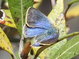 Image of Arizona Hairstreak