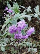 Image of Vernonia bealliae Mc Vaugh