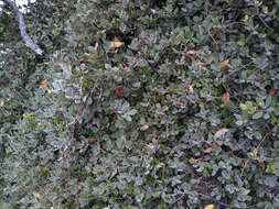 Image of Pittosporum serpentinum (de Lange) de Lange