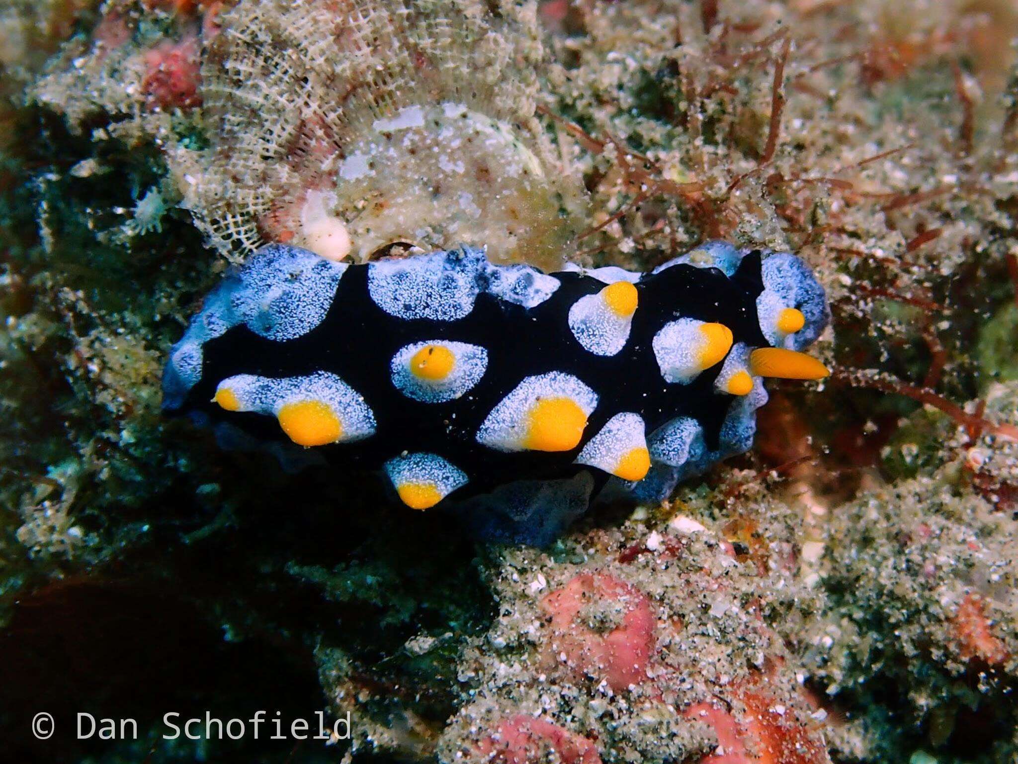 Image of black-rayed phyllidia