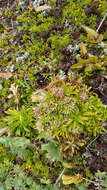 Image of Gentianella antipoda (Kirk) T. N. Ho & S. W. Liu