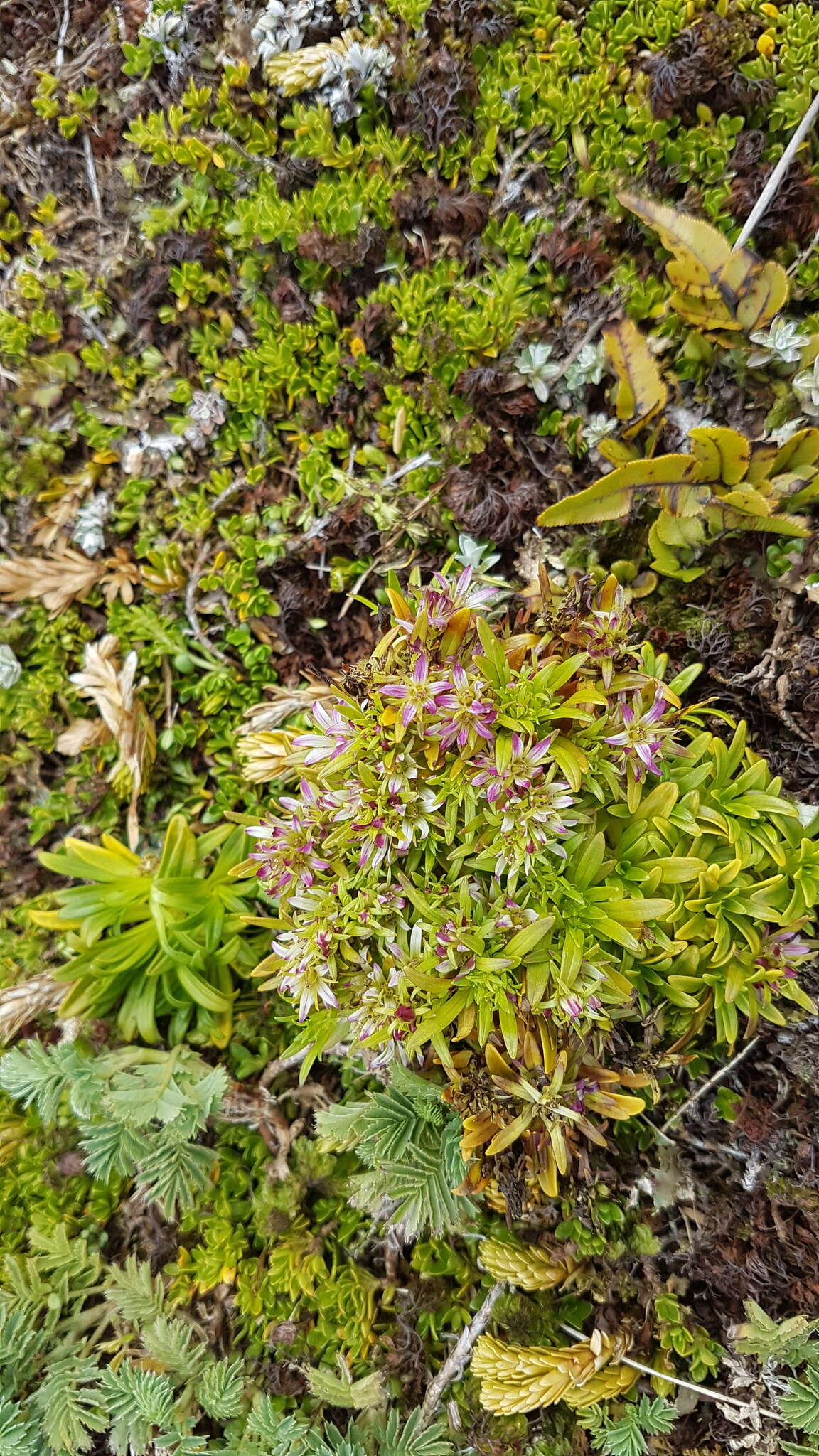 Image of Gentianella antipoda (Kirk) T. N. Ho & S. W. Liu