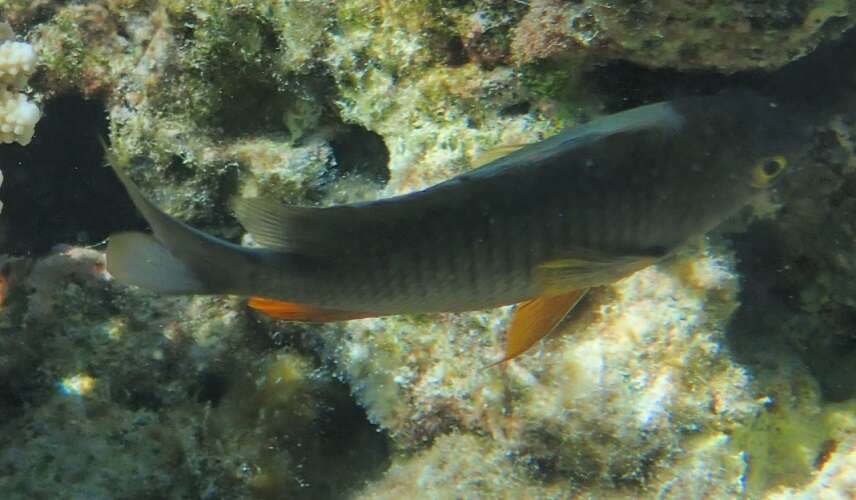 Image of Coral Sea gregory