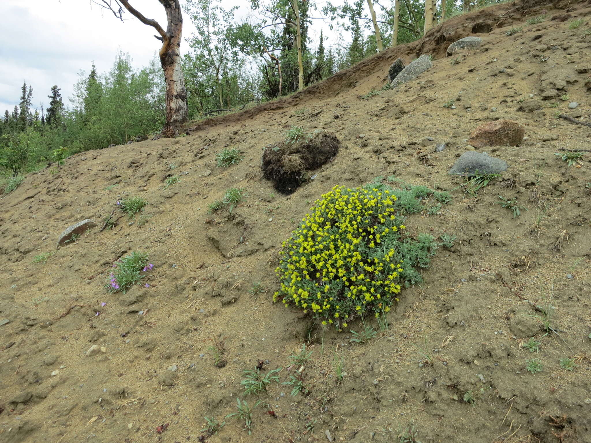 Image of alpine golden buckwheat