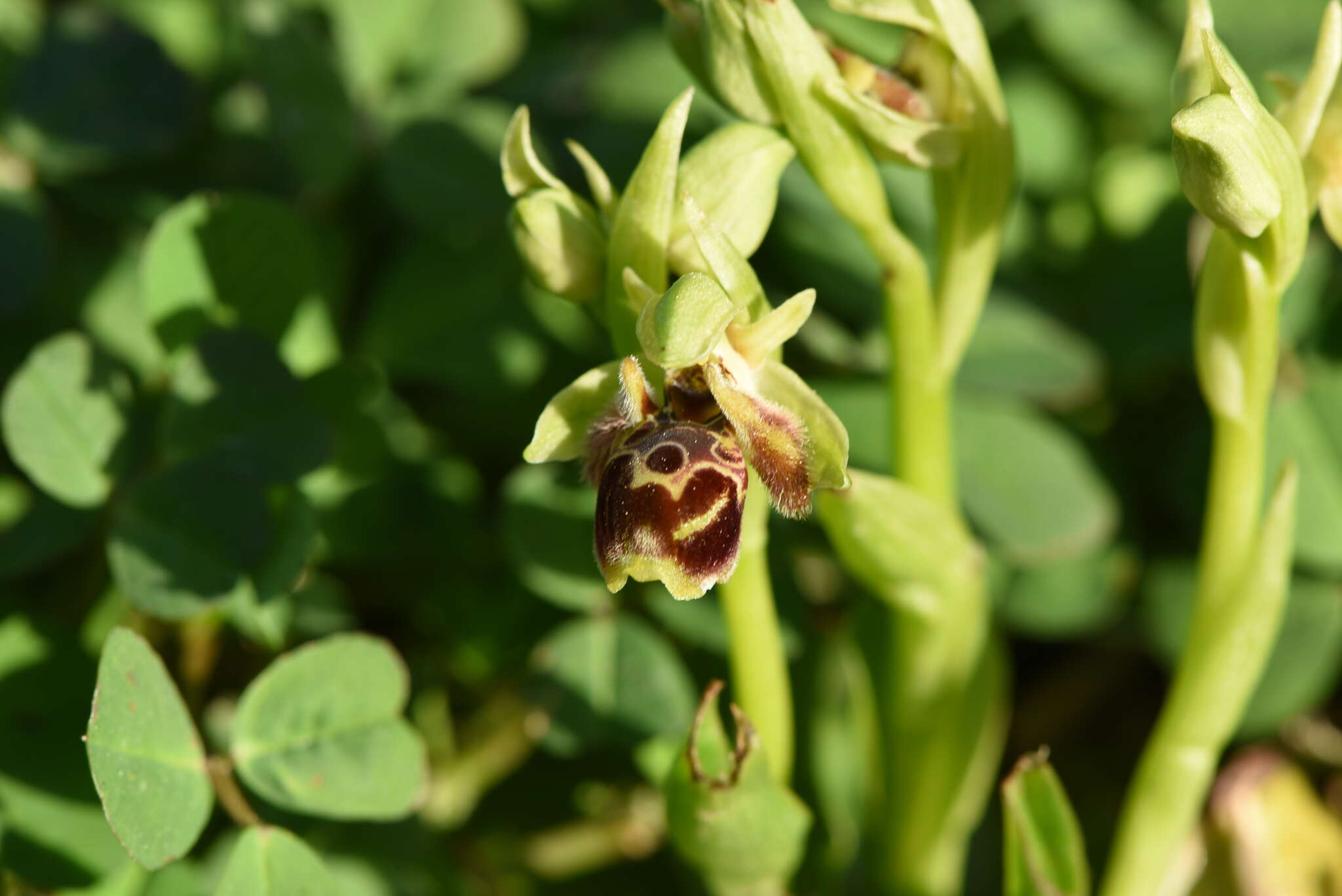 Ophrys umbilicata subsp. umbilicata resmi