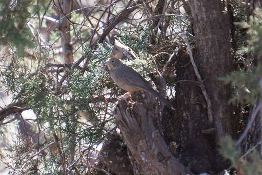 Image of Canyon Towhee