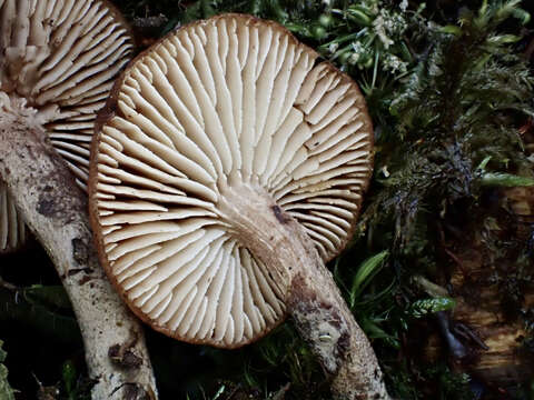 Image of Neolentinus adhaerens (Alb. & Schwein.) Redhead & Ginns 1985