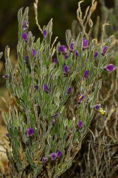 Image of glandleaf milkwort