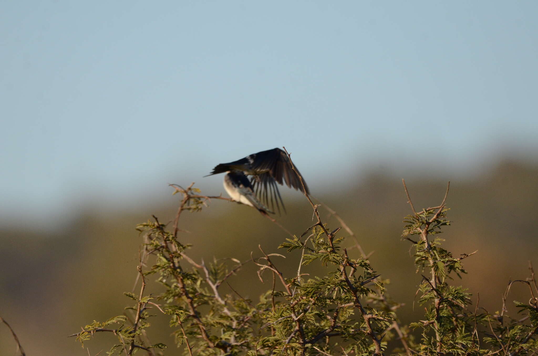 Image of Pearl-breasted Swallow