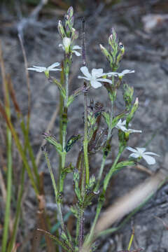 Image of pygmy bluehearts