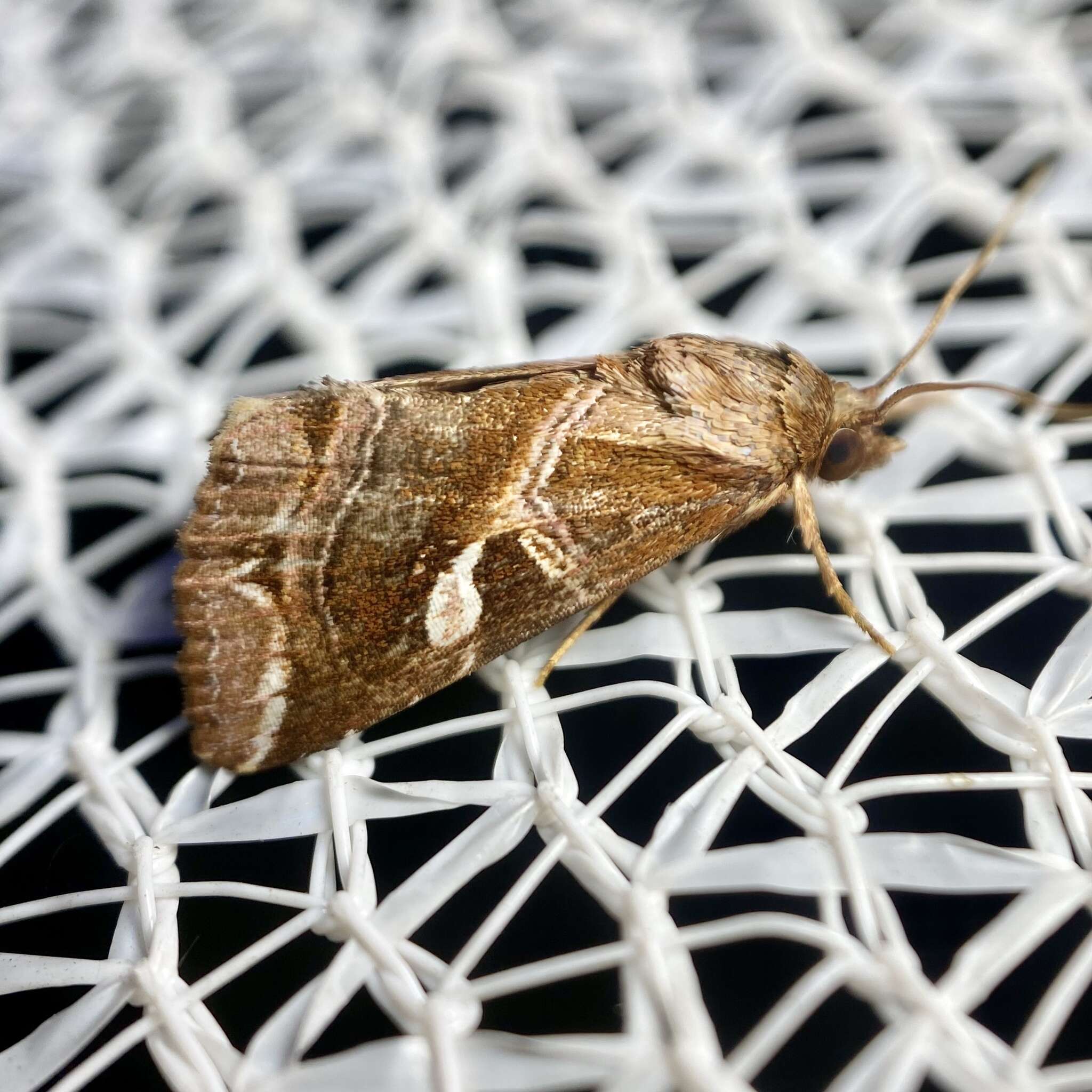 Image of Callopistria ferruginea Hampson 1908