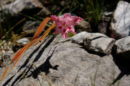 Image de Gladiolus crispulatus L. Bolus