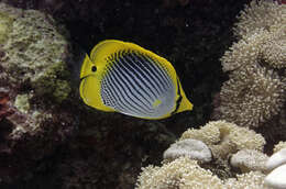 Image of Spot-tail Butterfly Fish