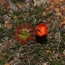 Image de Drosera bindoon