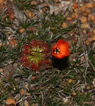 Image of Drosera bindoon