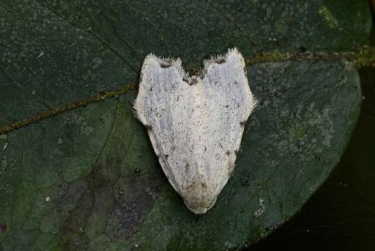 Image of Oxacme marginata Hampson 1896