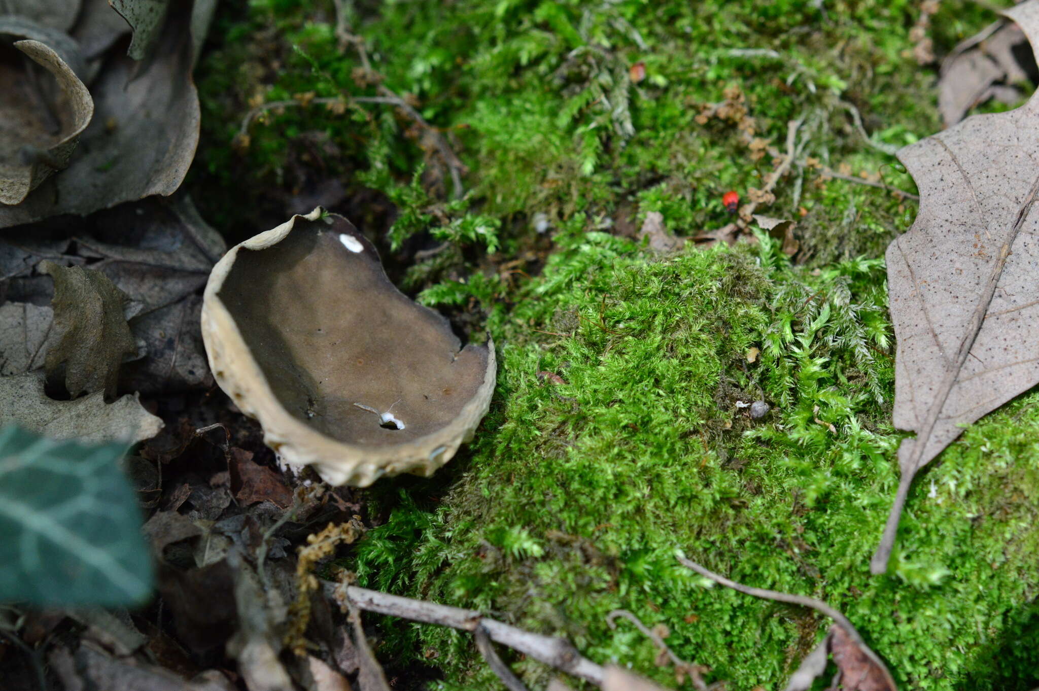 Plancia ëd Helvella costifera Nannf. 1953