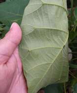 Image of Endospermum diadenum (Miq.) Airy Shaw