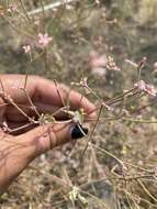 Image of chaparral buckwheat