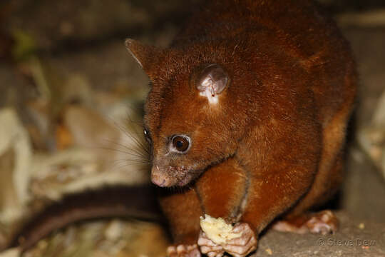 Image of Coppery Brushtail Possum