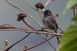 Image de Prinia bairdii (Cassin 1855)