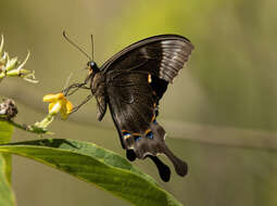 Sivun Papilio pericles Wallace 1865 kuva