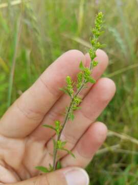 Image de Solidago nemoralis Ait.