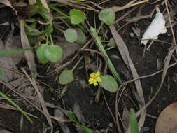 Image of Nymphoides exiliflora (F. Müll.) Kuntze