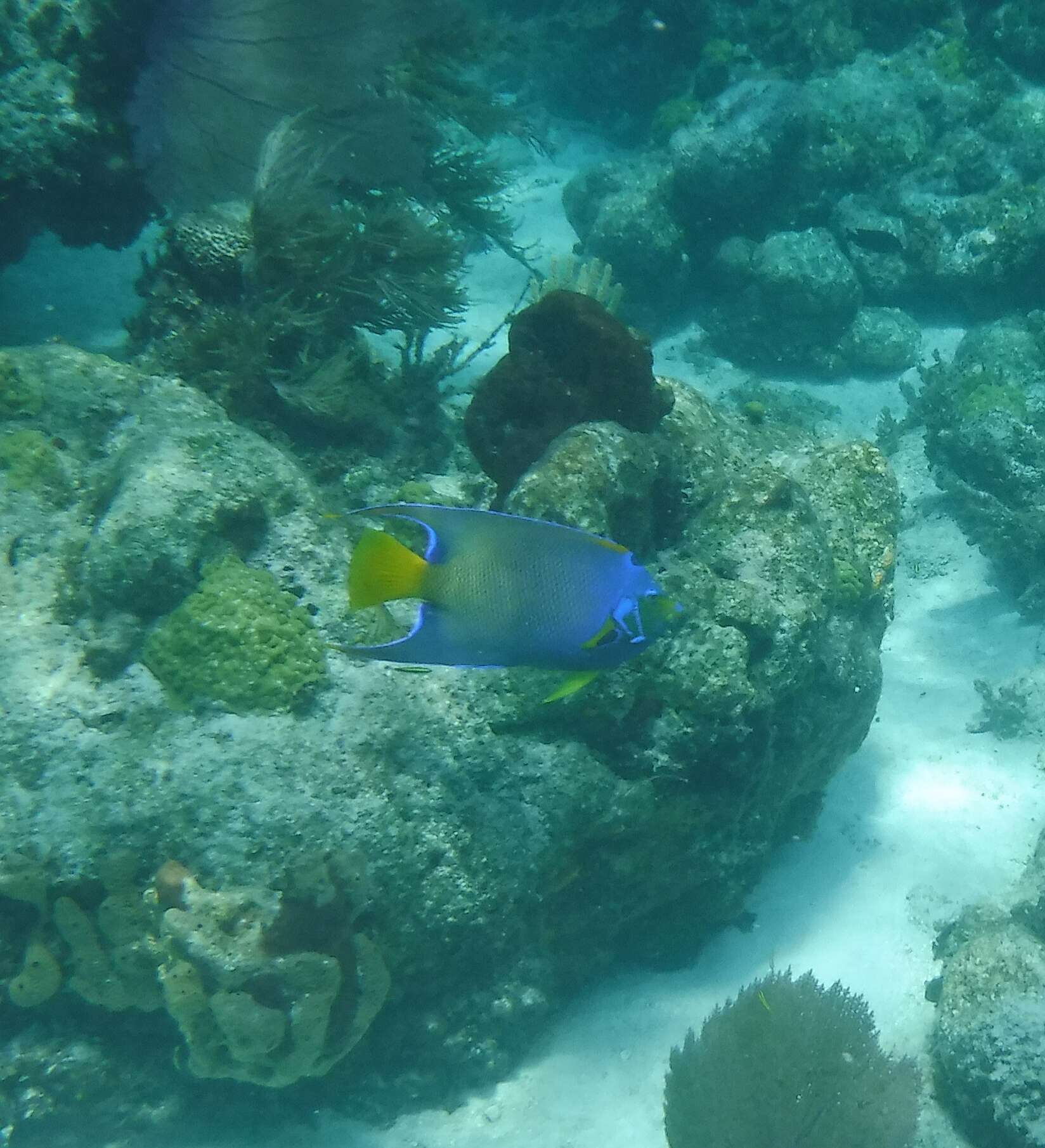 Image of Angelfish