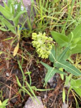 Image de Asclepias meadii Torr. ex A. Gray