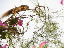 Imagem de Callosciurus finlaysonii (Horsfield 1823)