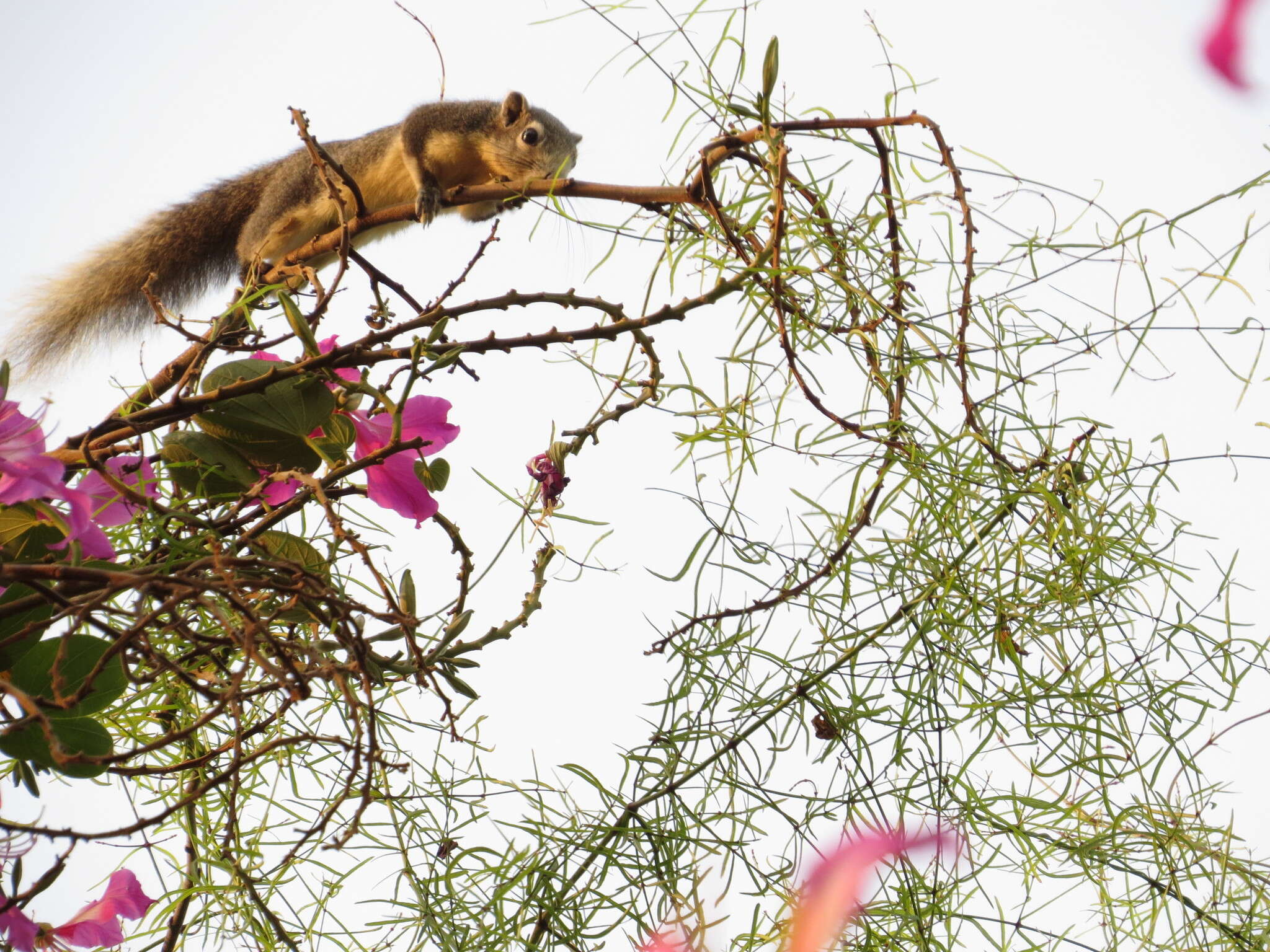 Imagem de Callosciurus finlaysonii (Horsfield 1823)