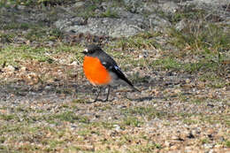 Слика од Petroica phoenicea Gould 1837