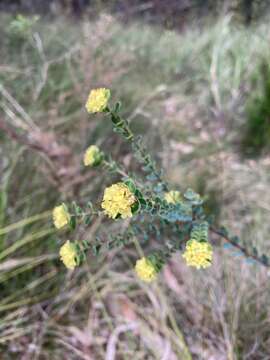 Image of Pimelea flava R. Br.