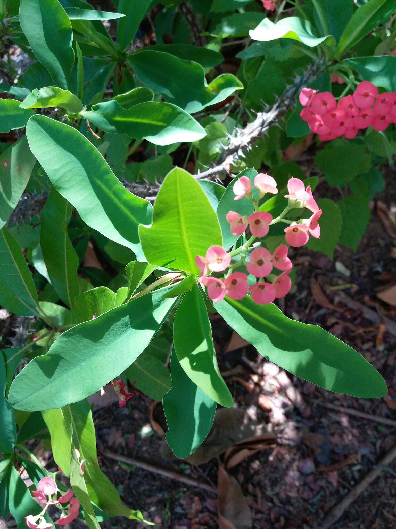 Image of Christ plant